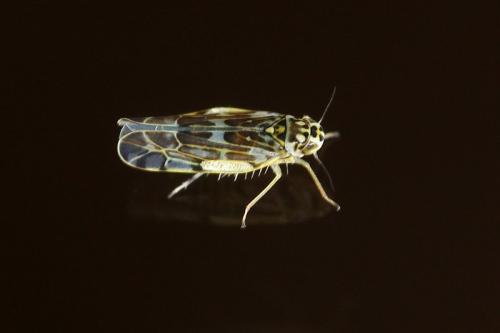 Eupteryx florida